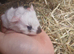 Guinea pig