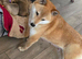 Stunning Shiba Inu puppies