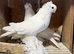 Armaveri White Pigeon Young and adult