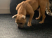 American bully