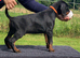 IKC Registered pups from Health Tested Parents