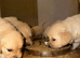 Mack/ Bryn Bach Golden X Evie/ Angel Annwyl