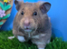 Pedigree Syrian Hamster Boy