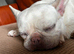 White frenchie girl