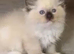 Reptile Kitten