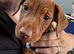 Male Cocker spaniel cross