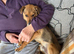 Frankie The perfect gentleman that only takes a little room on the sofa