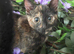EXTREMELY AFFECTIONATE Kittens11 weeks ready now