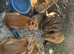 Rabbits for sale