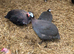 Happy healthy young Guinea fowl