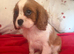 Cavalier King Charles spaniel