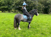 12.2hh Blagdon Gypsy Cob Gelding, 9yrs