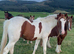 2 year old gelding to make 15.2hh