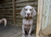 Long & short Weimaraners