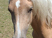 Registered Sec B Palomino Filly,looking for 5* Home