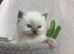 1 beautiful ragdoll boy ready to leave now