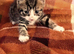 3 kittens looking for there homes