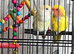 Pair of lovebirds
