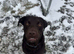 3 year old chocolate labrador