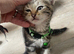 Bengal kittens and British Short hair x Bengal kittens