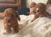 F1 cockerpoo puppies