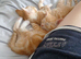 3 boy kittens
