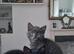 2 cute kittens (male)