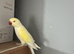 Yellow Indian ringneck
