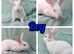 Baby Rabbits Ready for Their Forever Homes