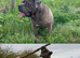 Cane Corso X Mastiff Puppies