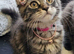 Maine Coon Kittens