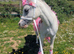 Stunning yearling filly