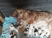 SHOW COCKER SPANIELS