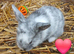 5 Plush lop x mix breed