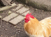 Pekin Bantam cockerels in need of new homes