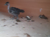 1 bantam hen