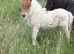 Miniature Shetland foals