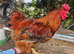 Cockerel 1 year old