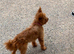 Yorkie poo