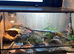 Male Albino Golpher Snake with viv