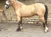 13.2 Dun Cob Gelding 3 1/2yrs old just backed