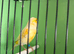 canaries