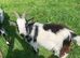 Two pygmy x wethers