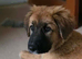 Rare Highland Shepherd Puppies Alabai Cross