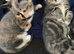 Have 2 fur baby&rsquo;s looking for there forever home