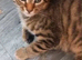 SAVANNAH KITTEN