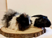 4 pairs of boys and 2 pairs of girls needing a home
