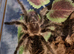 Curly Hair Tarantula good size Unsexed