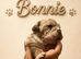 ️Beautiful olde English bulldogs️
