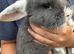 Pure bred mini lop bunnies - Ready Now